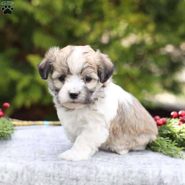 Muffin, Havachon Puppy